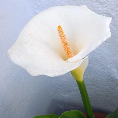 Διαμέρισμα Koki